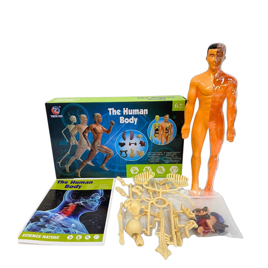 Set completo cuerpo humano armable